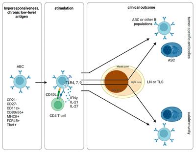 Clonal redemption of B cells in cancer